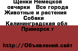 Щенки Немецкой овчарки - Все города Животные и растения » Собаки   . Калининградская обл.,Приморск г.